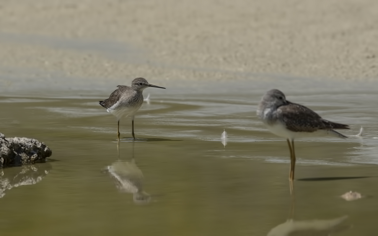 Lesser Yellowlegs